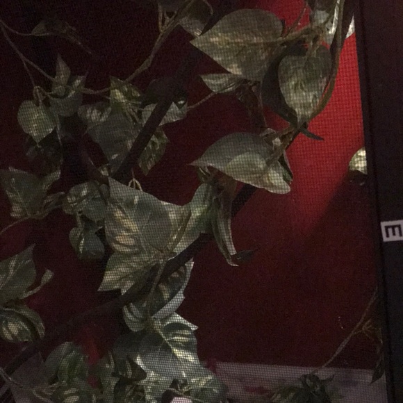 LONG LARGE SCREEN chameleon/reptile cage - Picture 3 of 8